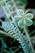 FROSTY LEAVES