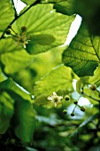 TILIA, LINDEN, LIME TREE