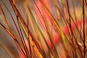 STIPA ARUNDINACEA AUTUMN TINTS