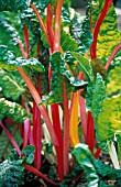 BETA VULGARIS BRIGHT LIGHTS, SWISS CHARD