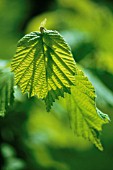 CORYLUS AVELLANA, HAZEL, COB-NUT