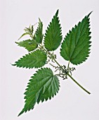 URTICA DIOICA, NETTLE