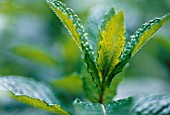 MENTHA SPICATA, MINT - SPEARMINT