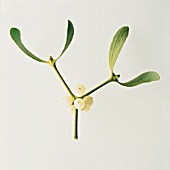 VISCUM ALBUM, MISTLETOE