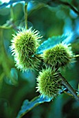 CASTANEA SATIVA, CHESTNUT - SWEET CHESNUT