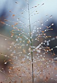 ERAGROSTIS TRICHODES, SAND LOVE GRASS