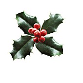 ILEX AQUIFOLIUM, HOLLY