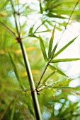 PHYLLOSTACHYS BAMBUSOIDES, BAMBOO