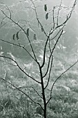 FROSTED, WEBBED BRANCHES