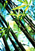 PHYLLOSTACHYS NIGRA, BAMBOO - BLACK BAMBOO