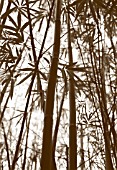 PHYLLOSTACHYS NIGRA, BAMBOO - BLACK BAMBOO