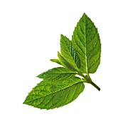 MENTHA x PIPERITA, (PEPPERMINT)