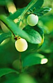 GAULTHERIA HISPIDA, SNOW-BERRY