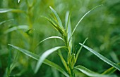 ARTEMISIA DRACUNCULUS, TARRAGON