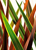 CORDYLINE AUSTRALIS, CORDYLINE