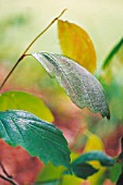 HAMAMELIS VIRGINIANA, WITCH HAZEL