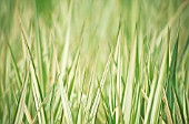 PHALARIS ARUNDINACEA ‘FEESY’, REED CANARY GRASS