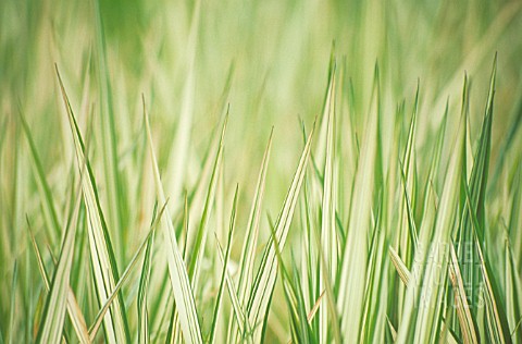 PHALARIS_ARUNDINACEA_FEESY_REED_CANARY_GRASS