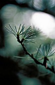 CEDRUS ATLANTICA, ATLAS CEDAR