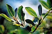 SALIX, WILLOW