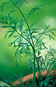 ANETHUM GRAVEOLENS, DILL