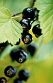 RIBES NIGRUM, CURRANT - BLACKCURRANT