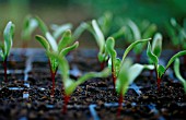 BETA VULGARIS, BEETROOT