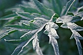 CYNARA CARDUNCULUS, CARDOON