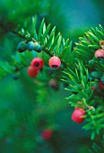 TAXUS, YEW