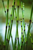 EQUISETUM FLUVIATILE, HORSETAIL - WATER HORSETAIL