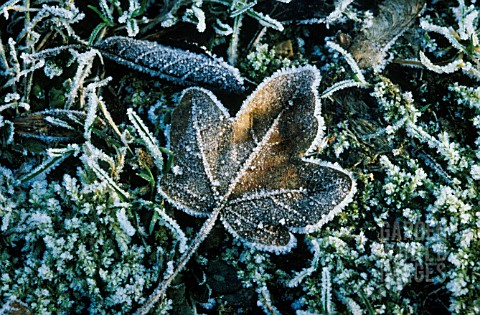 ACER_CAMPESTRE_FIELD_MAPLE