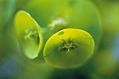 EUPHORBIA CHARACIAS, EUPHORBIA, SPURGE