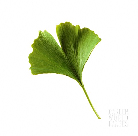 GINKGO_BILOBA_GINKGO_MAIDENHAIR_TREE