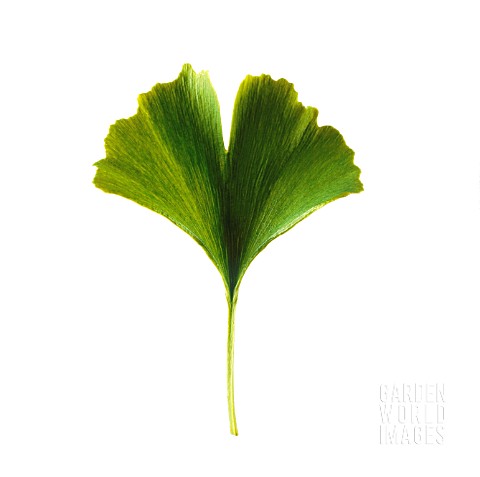 GINKGO_BILOBA_GINKGO_MAIDENHAIR_TREE