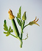 CURCUBITA PEPO, COURGETTE