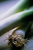 ALLIUM AMPELOPRASUM, LEEK