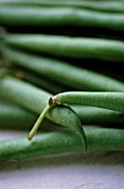 PHASEOLUS VULGARIS, FRENCH BEAN