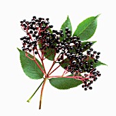 SAMBUCUS NIGRA, ELDER