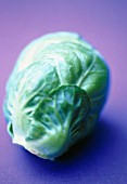 BRASSICA OLERACEA BULLATA, BRUSSEL SPROUT