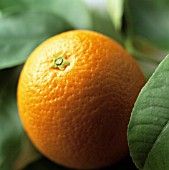 CITRUS SINENSIS, ORANGE