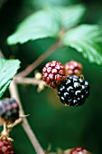 RUBUS ULMIFOLIUS, BLACKBERRY