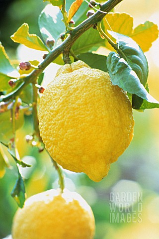 CITRUS_LIMON_LEMON