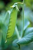 PISUM SATIVUM, MANGETOUT