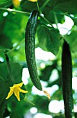 CUCUMIS SATIVUS, CUCUMBER