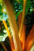 BETA VULGARIS, SWISS CHARD