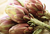 CYNARA SCOLYMUS, ARTICHOKE