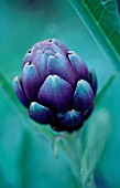 CYNARA SCOLYMUS, ARTICHOKE