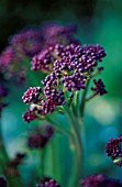 BRASSICA OLERACEA BOTRYTIS ITALICA, BROCCOLI - PURPLE SPROUTING BROCCOLI