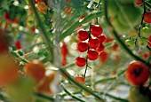 LYCOPERSICON ESCULENTUM, TOMATO