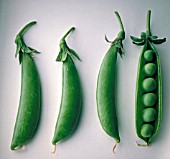 PISUM SATIVUM, PEA